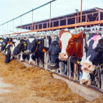 Foot and Mouth Disease