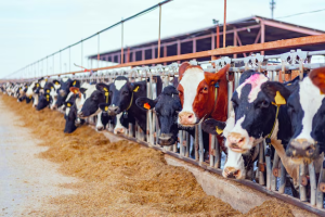 Foot and Mouth Disease