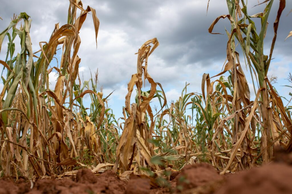 A field of failed corn crops in Glendale, Zimbabwe, on March 11.
