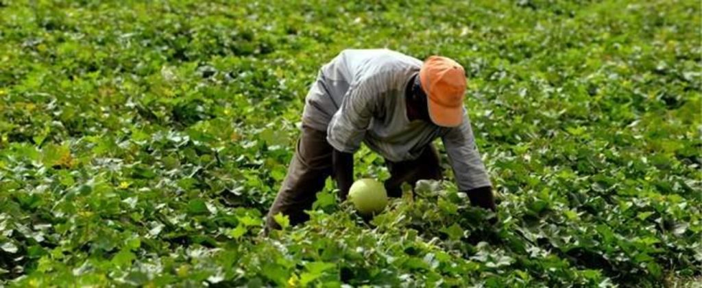A farmer working his field