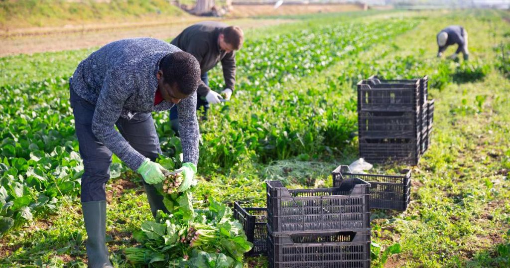 Farm workers gather vegetables into crates. Aid agencies are calling for support to protect agricultural livelihoods and keep food production going in Sudan.