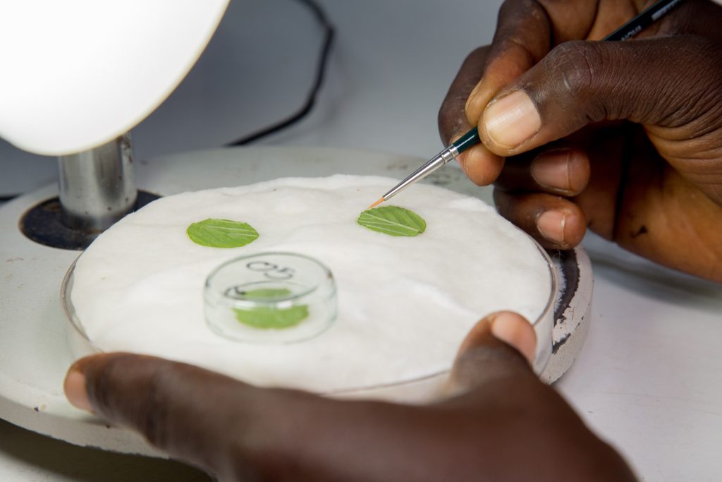 A researcher examines leaf samples in a laboratory as part of the testing used to develop improved vegetable varieties.