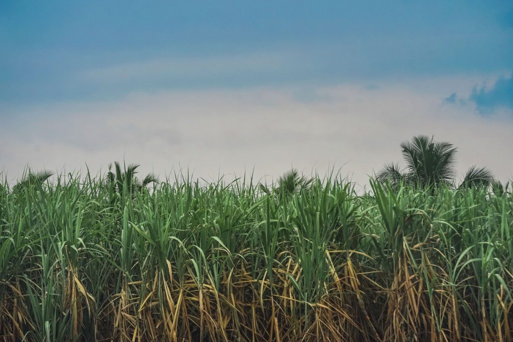 A sugarcane field. South Africa’s sugar industry, concentrated in KwaZulu-Natal and Mpumalanga, supports about one million livelihoods, according to the South African Sugar Association.