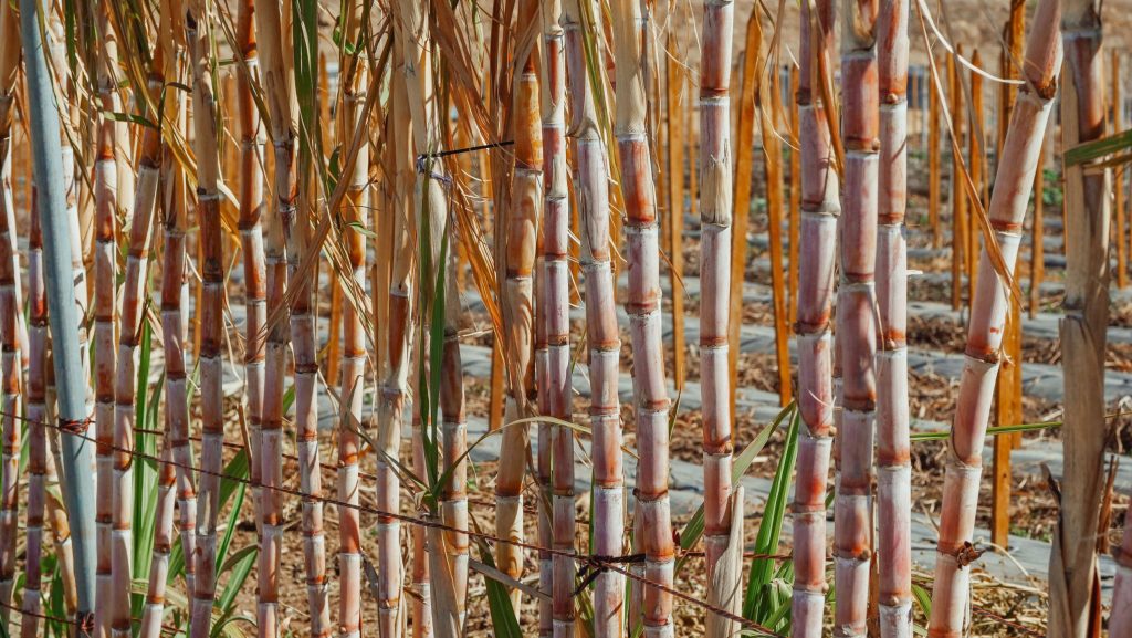 Sugarcane stalks. The industry’s master plan includes diversifying into bioethanol, but Godlimpi warns that growers must produce enough cane for both food and fuel.