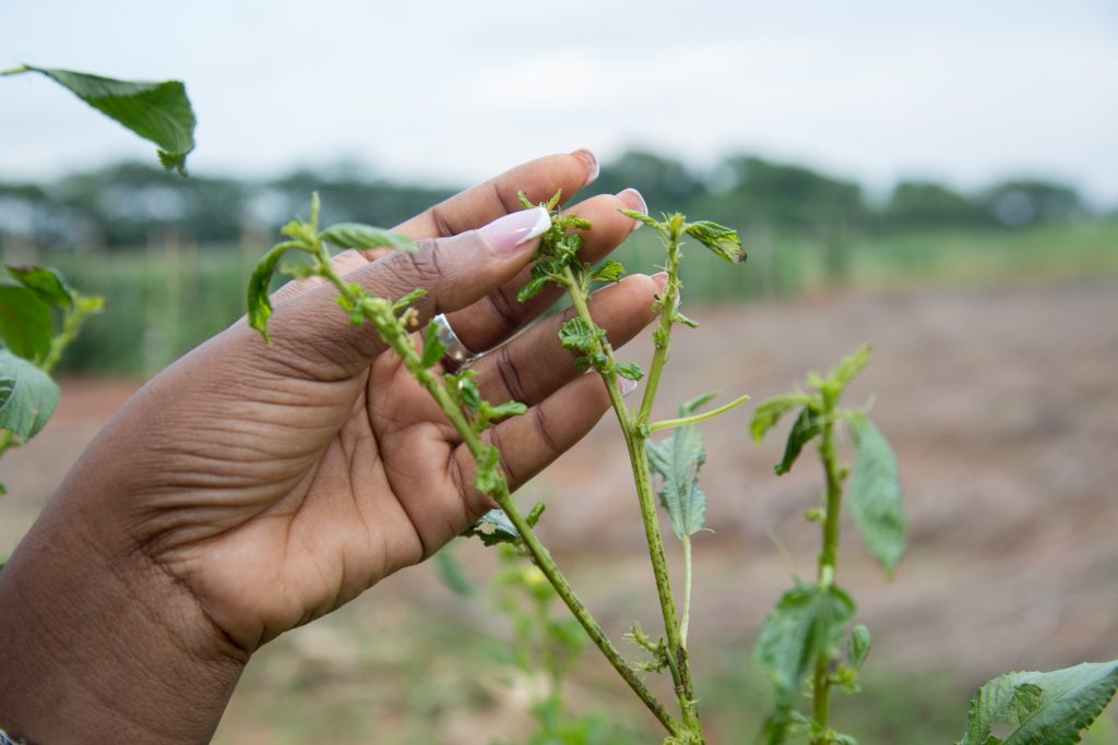 A young plant in a research field. Afokpe has assembled more than 2,000 crop accessions from across West Africa.